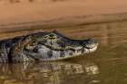 Caiman along Cuiaba River, Pantanal, Brazil. Art Print